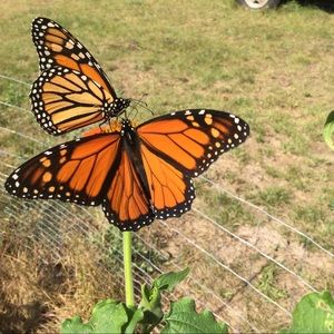 Meet your Posher, Eli